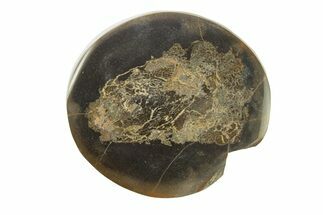 Polished Fish Coprolite (Fossil Poo) Nodule Half - Scotland #282254