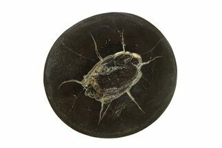 Polished Fish Coprolite (Fossil Poo) Nodule Half - Scotland #282257