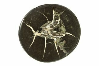 Polished Fish Coprolite (Fossil Poo) Nodule Half - Scotland #282332