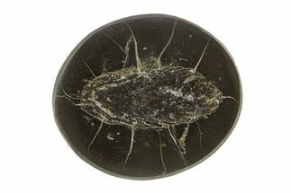 Polished Fish Coprolite (Fossil Poo) Nodule Half - Scotland #282337