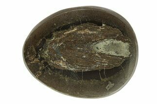 Polished Fish Coprolite (Fossil Poo) Nodule Half - Scotland #282340