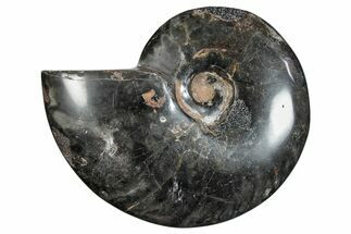 Polished Ammonite (Cleoniceras) Fossil - Unique Black Color! #282404