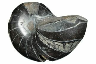 Polished Fossil Nautilus (Cymatoceras) - Unusual Black Color! #282421