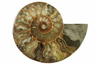 Cut & Polished Ammonite Fossil (Half) - Madagascar #282578