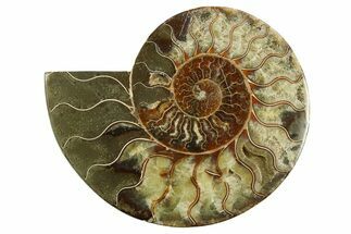 Cut & Polished Ammonite Fossil (Half) - Madagascar #282579