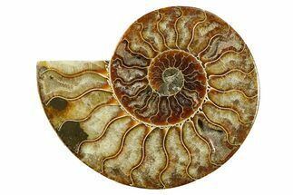 Cut & Polished Ammonite Fossil (Half) - Madagascar #282586