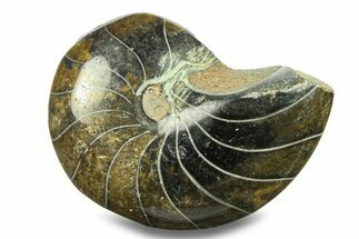 Polished Fossil Nautilus (Cymatoceras) - Unusual Black Color! #282441