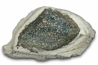 Iridescent Rainbow Pyrite In Nodule - Russia #282531