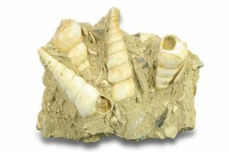 Fossil Gastropod (Haustator) Cluster - Damery, France #282682