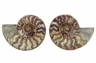 Cut & Polished, Crystal-Filled Ammonite Fossil - Madagascar #282638