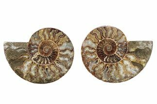 Cut & Polished, Crystal-Filled Ammonite Fossil - Madagascar #282650