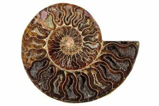 Cut & Polished Ammonite Fossil (Half) - Madagascar #282595