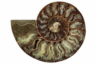 Cut & Polished Ammonite Fossil (Half) - Madagascar #282601