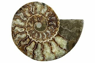 Cut & Polished Ammonite Fossil (Half) - Madagascar #282608