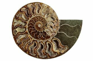 Cut & Polished Ammonite Fossil (Half) - Madagascar #282615