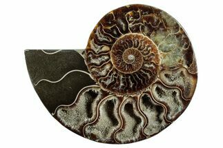 Cut & Polished Ammonite Fossil (Half) - Madagascar #282619