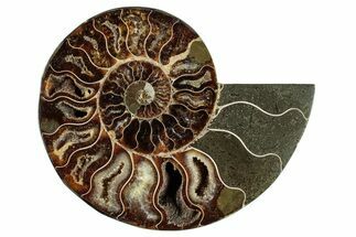 Cut & Polished Ammonite Fossil (Half) - Madagascar #282625
