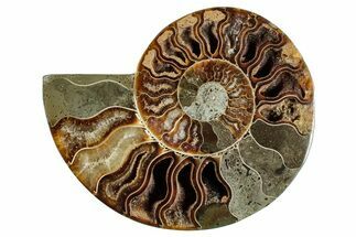 Cut & Polished Ammonite Fossil (Half) - Madagascar #282628