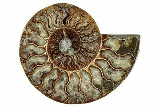 Cut & Polished Ammonite Fossil (Half) - Madagascar #282631