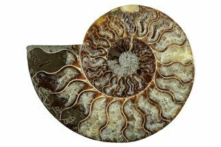 Cut & Polished Ammonite Fossil (Half) - Madagascar #282632