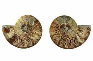Cut & Polished, Crystal-Filled Ammonite Fossil - Madagascar #282634