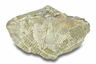 Pyrite-Replaced Brachiopod (Paraspirifer) Fossil - Ohio #282907