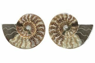 Cut & Polished, Crystal-Filled Ammonite Fossil - Madagascar #282658