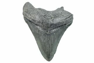 Serrated, Juvenile Megalodon Tooth - South Carolina #275851