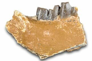 Fossil Running Rhino (Hyracodon) Jaw Section - South Dakota #281710