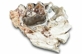 Fossil Running Rhino (Hyracodon) Jaw Section - South Dakota #281711