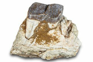 Fossil Running Rhino (Hyracodon) Jaw Section - South Dakota #281713