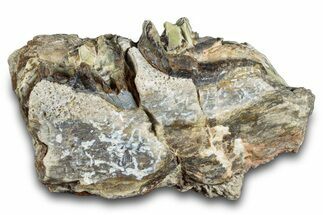 Fossil Titanothere (Megacerops) Jaw Section - Nebraska #281723