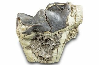 Fossil Titanothere (Megacerops) Partial Molar - Nebraska #281726