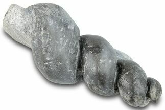 Devonian Fossil Gastropod Internal Mold - Issoumour, Morocco #282798