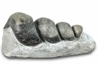 Devonian Fossil Gastropod Internal Mold - Issoumour, Morocco #282799