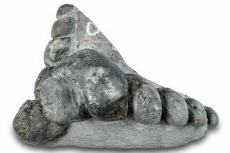Two Devonian Fossil Gastropod Internal Molds - Issoumour, Morocco #282804