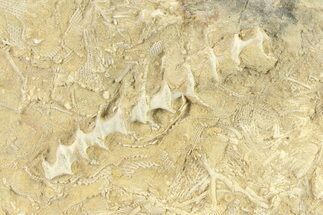 Archimedes Screw Bryozoan Fossil - Illinois #282702