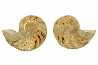 Jurassic Cut & Polished Nautilus (Cymatoceras) Fossil -Madagascar #282747