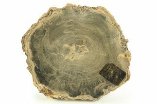 Polished Petrified Wood Round - Sweet Home, Oregon #282931
