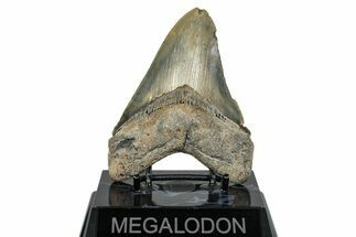 Serrated, Fossil Megalodon Tooth - North Carolina #275543