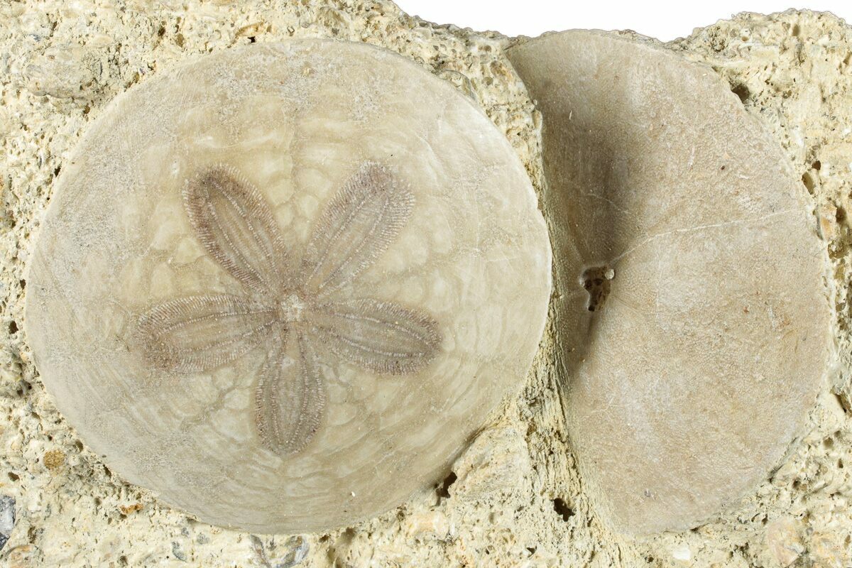 Two Fossil Sand Dollars - France (#282925) For Sale - FossilEra.com