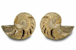 Jurassic Cut & Polished Nautilus (Cymatoceras) Fossil -Madagascar #283115