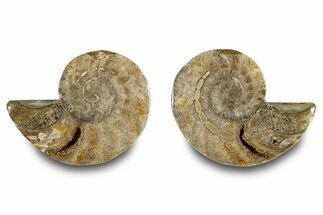 Jurassic Cut & Polished Nautilus (Cymatoceras) Fossil -Madagascar #283118