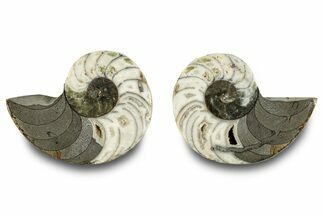 Jurassic Cut & Polished Nautilus (Cymatoceras) Fossil -Madagascar #283119