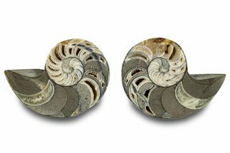 Jurassic Cut & Polished Nautilus (Cymatoceras) Fossil -Madagascar #283121