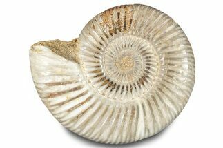 Polished Jurassic Ammonite (Perisphinctes) - Madagascar #283197