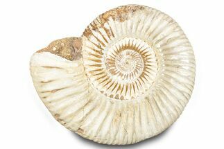 Polished Jurassic Ammonite (Perisphinctes) - Madagascar #283204