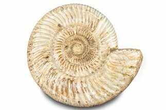 Polished Jurassic Ammonite (Kranosphinctes) - Madagascar #283222