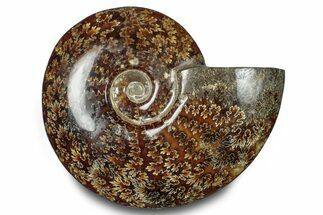 Polished Ammonite (Cleoniceras) Fossil - Madagascar #283299