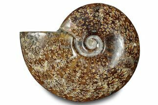 Polished Ammonite (Cleoniceras) Fossil - Madagascar #283313